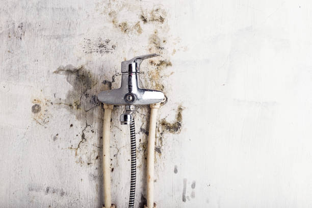 Best Toxic Mold Removal  in Fort Gibson, OK
