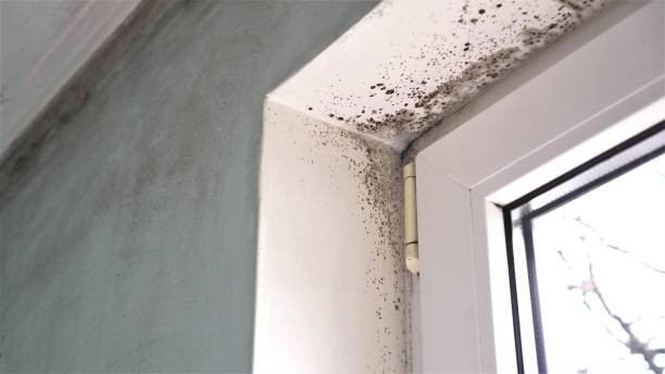 Best Professional Mold Removal  in Fort Gibson, OK