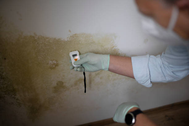 Best Mold Remediation Experts  in Fort Gibson, OK