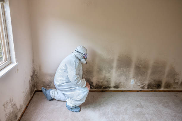 Reliable Fort Gibson, OK Mold Removal Solutions