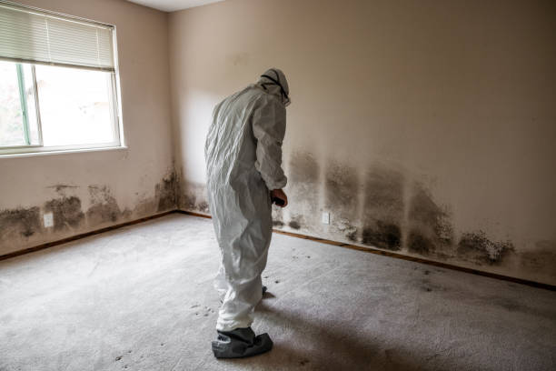 Best Local Mold Removal Service  in Fort Gibson, OK