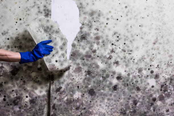 Crawl Space Mold Removal in Fort Gibson, OK