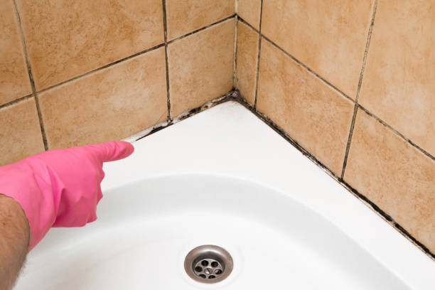 Best Attic Mold Removal  in Fort Gibson, OK